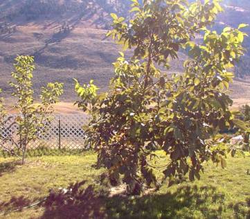 Image Image