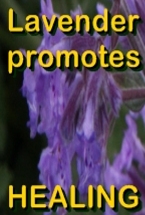 Ormus Minerals Ormus Rich MSM Skin Cream with Lavender helps Ormus Minerals Ormus Rich MSM Skin Cream with Lavender helps