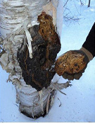 Ormus Minerals Siberian Chaga Mushrooms Ormus Minerals Siberian Chaga Mushrooms