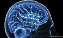 Ormus Minerals Rainbow Ocean Nectar Marine Phytoplankton - good for brain Ormus Minerals Ocean Nectar Marine Phytoplankton - good for brain
