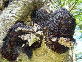 Ormus Minerals - Chaga Mushrooms