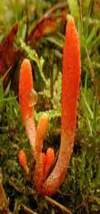 Ormus Minerals Ormus Rich Mushrooms - Cordyceps
