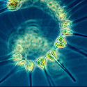 Ormus Minerals Rainbow Ocean Nectar Marine Phytoplankton -ocean food webs Ormus Minerals Ocean Nectar Marine Phytoplankton -ocean food webs
